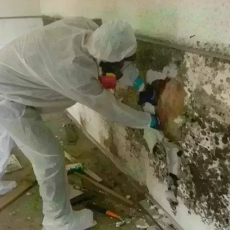 Mold Remediation and Removal in Lee County, IA